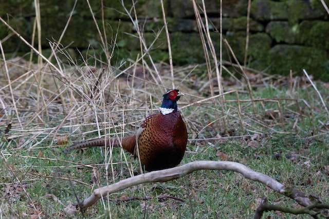 Montana Pheasant Hunting