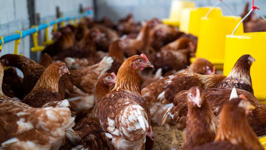 Indonesia Animal Feed Market Size, Share, Growth 2023-2028