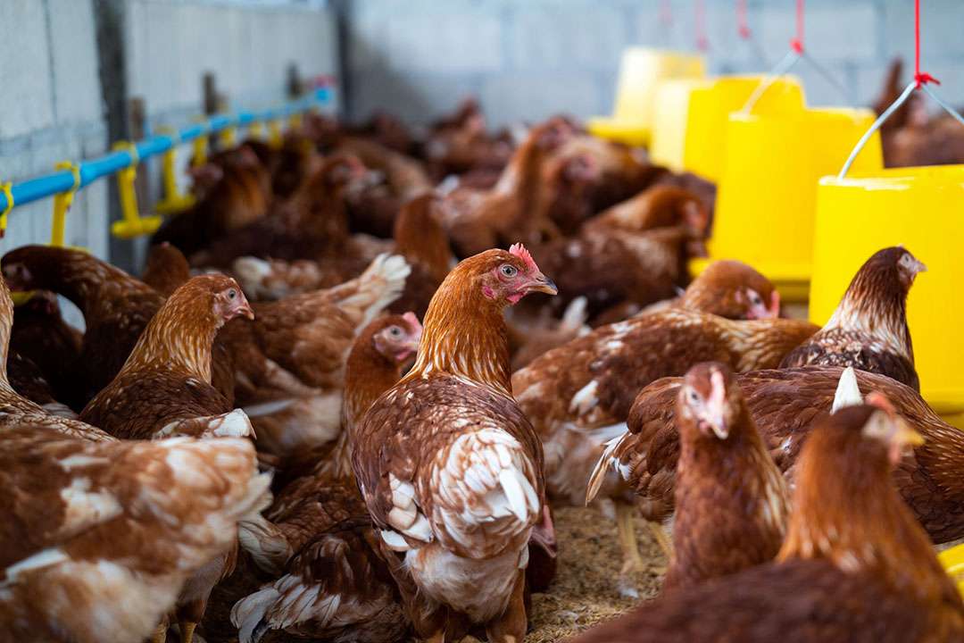 Indonesia Animal Feed Market Size, Share, Growth 2023-2028