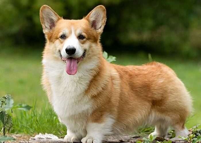 The Charm of Long Haired Corgis: A Unique Twist on a Beloved Breed