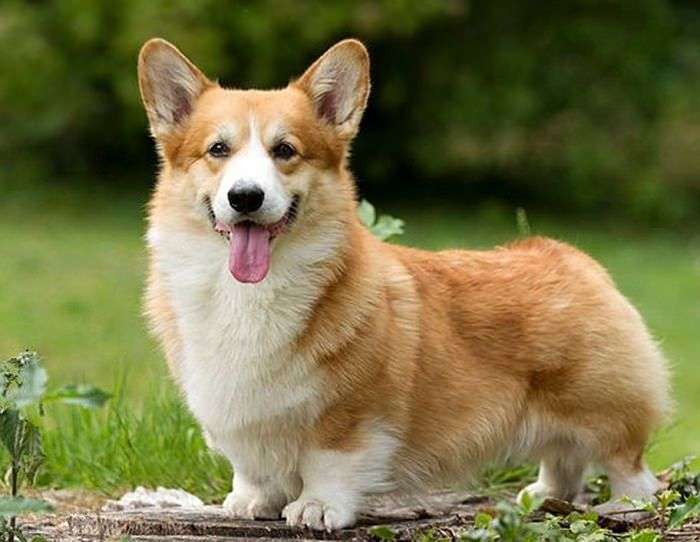 The Charm of Long Haired Corgis: A Unique Twist on a Beloved Breed