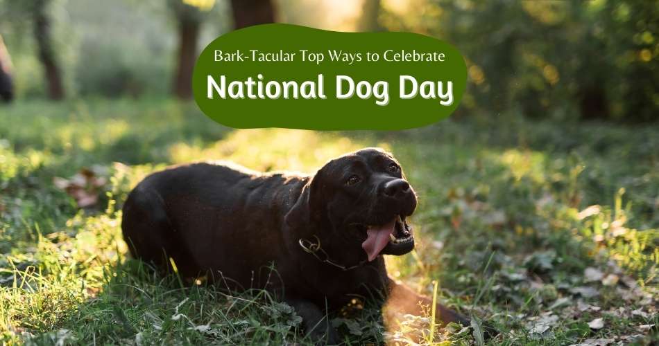 Bark-tacular: Top Ways to Celebrate National Dog Day