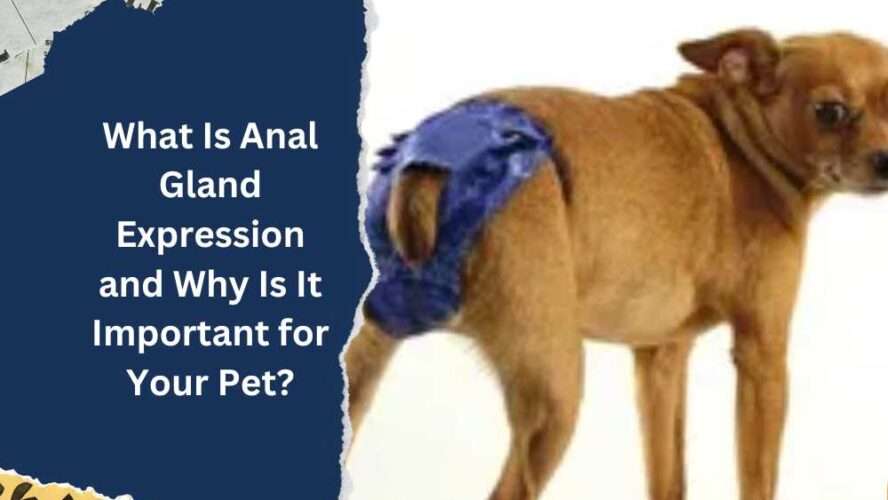 What Is Anal Gland Expression and Why Is It Important for Your Pet?