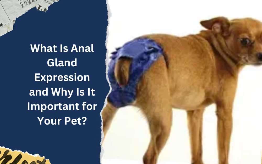 What Is Anal Gland Expression and Why Is It Important for Your Pet?