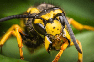 Expert hornets control Caledon – Safe & Effective Pest Management