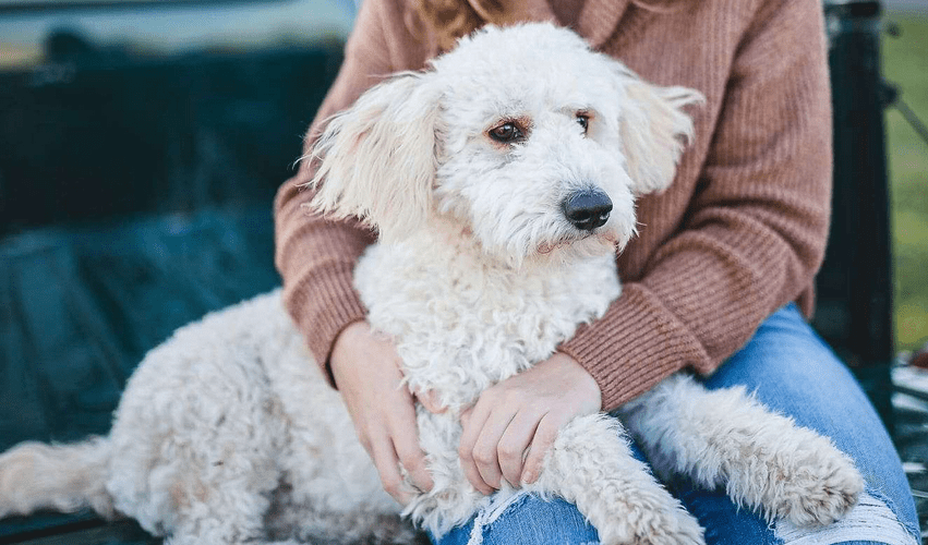 Finding Your Perfect Companion: Puppies for Sale in Florida and Miniature Goldendoodles