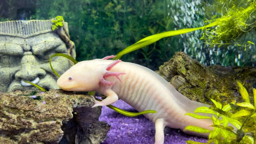 Essential Tips for Aquarists