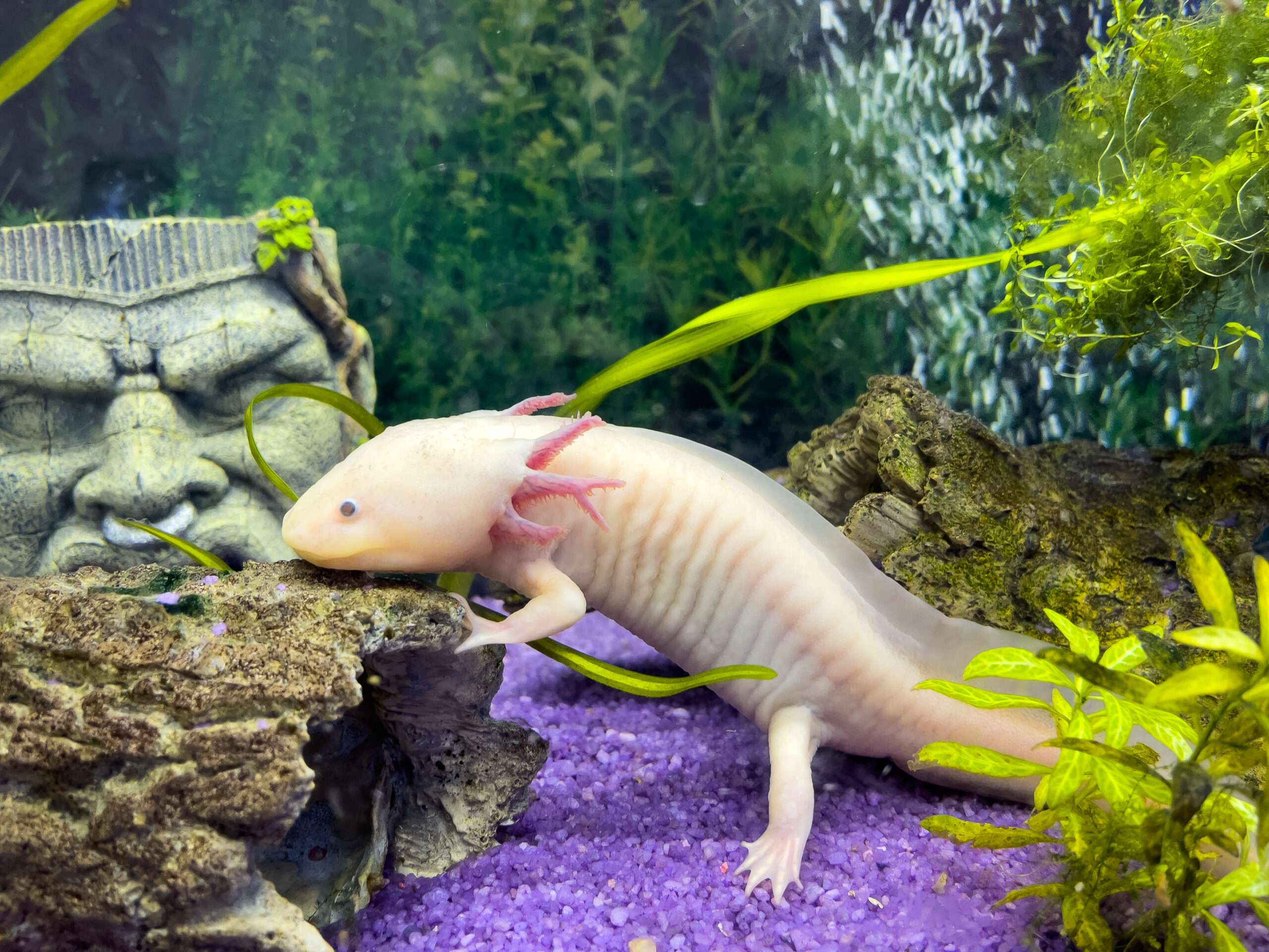 Essential Tips for Aquarists