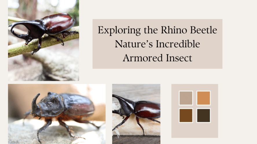 Exploring the Rhino Beetle Nature’s Incredible Armored Insect