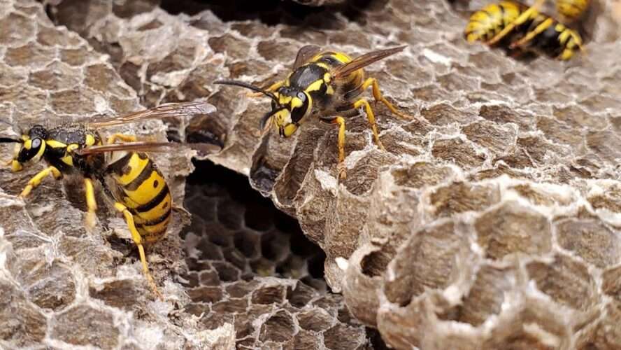 Protect Your Family: Wasp Nest Removal Services Selby