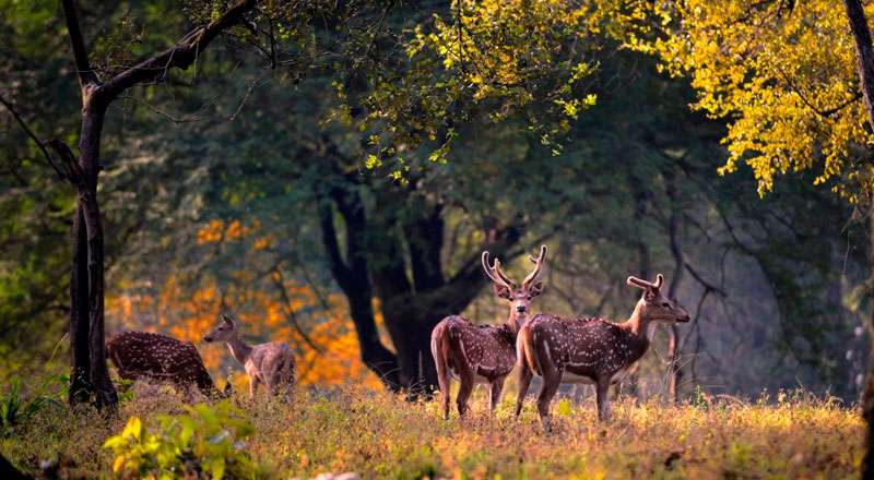 Best Jim Corbett National Park Packages for a Thrilling Safari Adventure