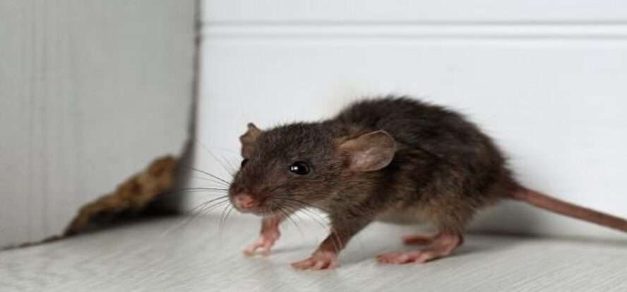 No More Nibbles: Rodent Control Selby Specialists