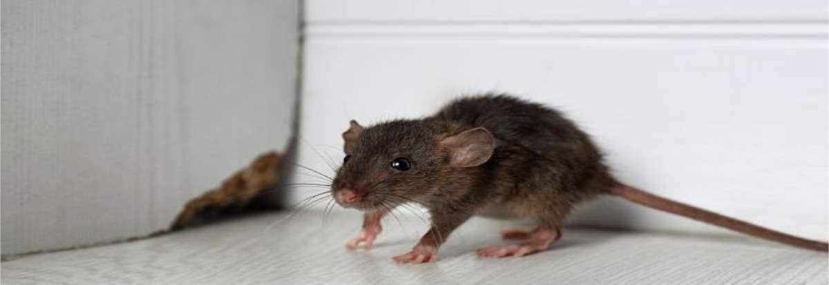 No More Nibbles: Rodent Control Selby Specialists