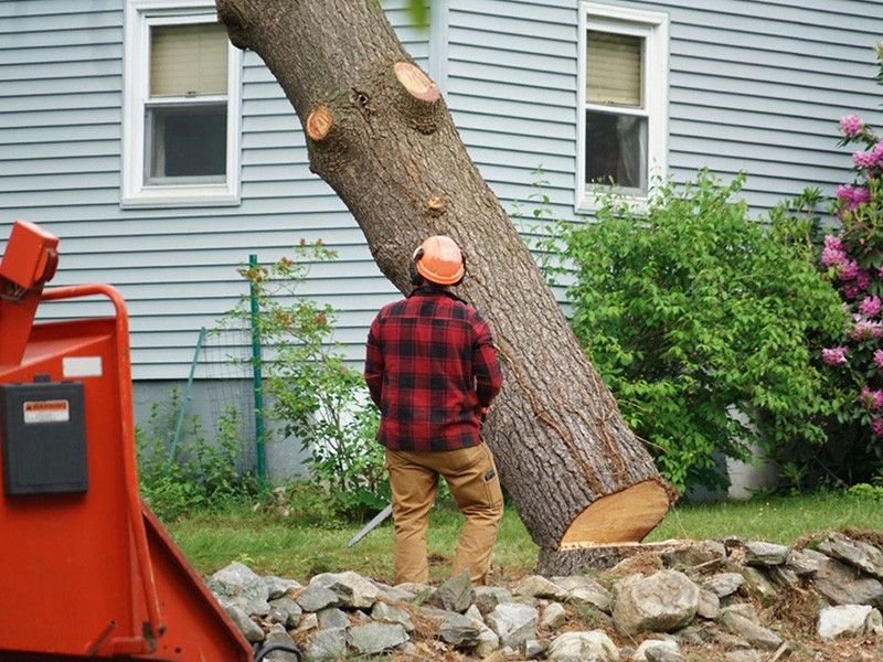 Revitalize Your Landscape with Dependable Tree Services