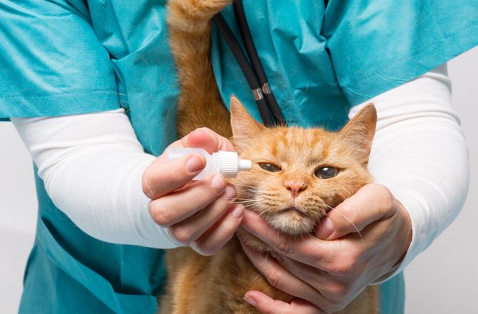 How Can You Prevent Kitten Eye Infection? A Brief Guide for Vets