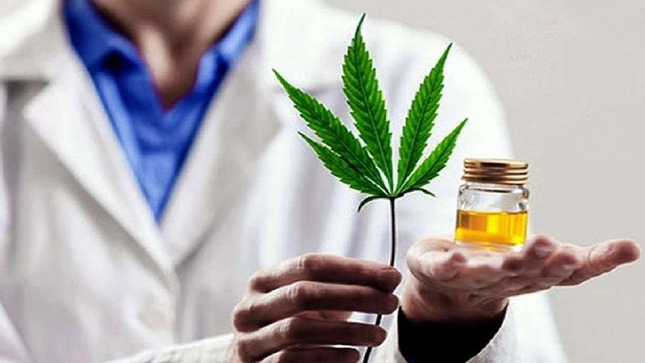 The Medical Cannabis Market: Trends, Regulation, and Future Prospects by 2031