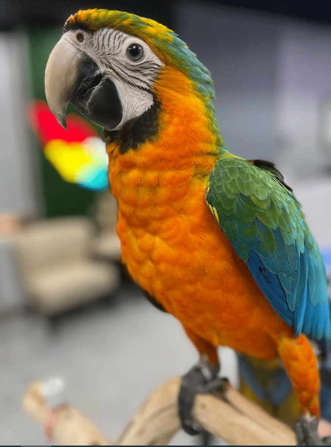 Finding Macaws for Sale in Dallas and Cockatoos for Sale in Dallas: A Comprehensive Guide