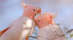 Finding Your Perfect Feathered Friend: Cockatoos for Sale in Texas and Nearby