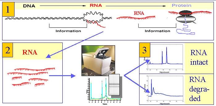 What is the RNA Integrity Number (RIN)?