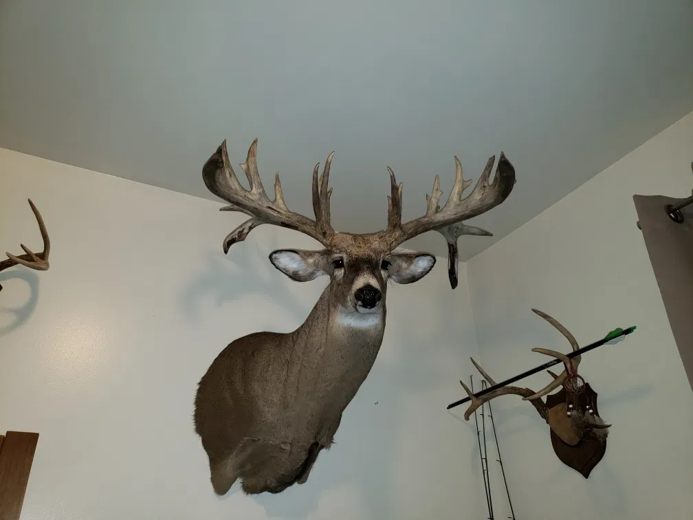 What is the process for taxidermy when working with rare species?