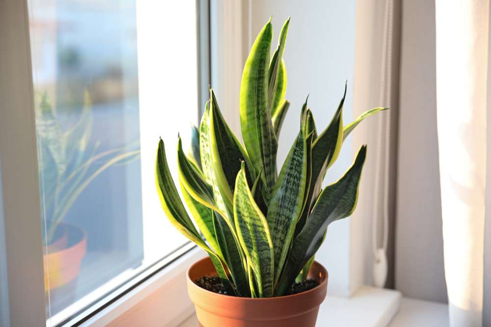 What Makes Snake Plants the Best Choice for Dubai’s Indoor Gardens?