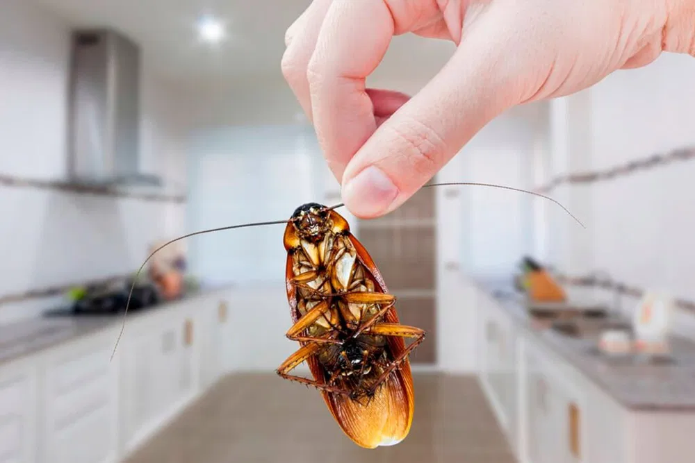 Signs You Need Professional Cockroach Control Tillsonburg