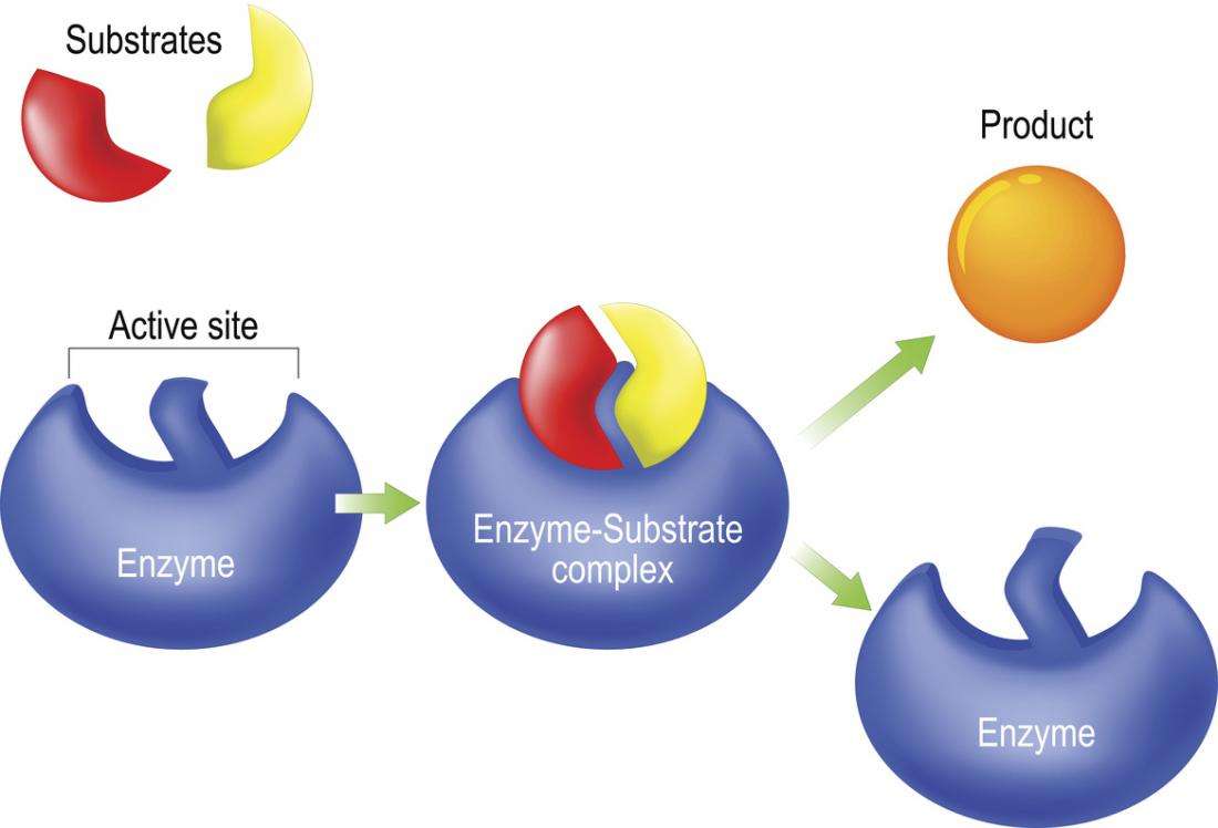 Enzymes: The Future of Cost-Efficient Industrial Operations