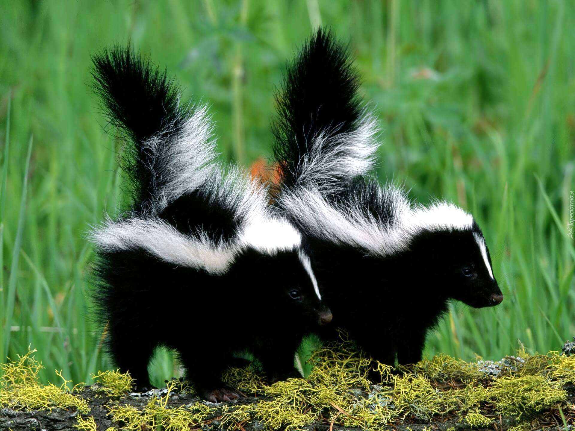 How Skunk Removal Experts in Brampton Keep Your Home Safe