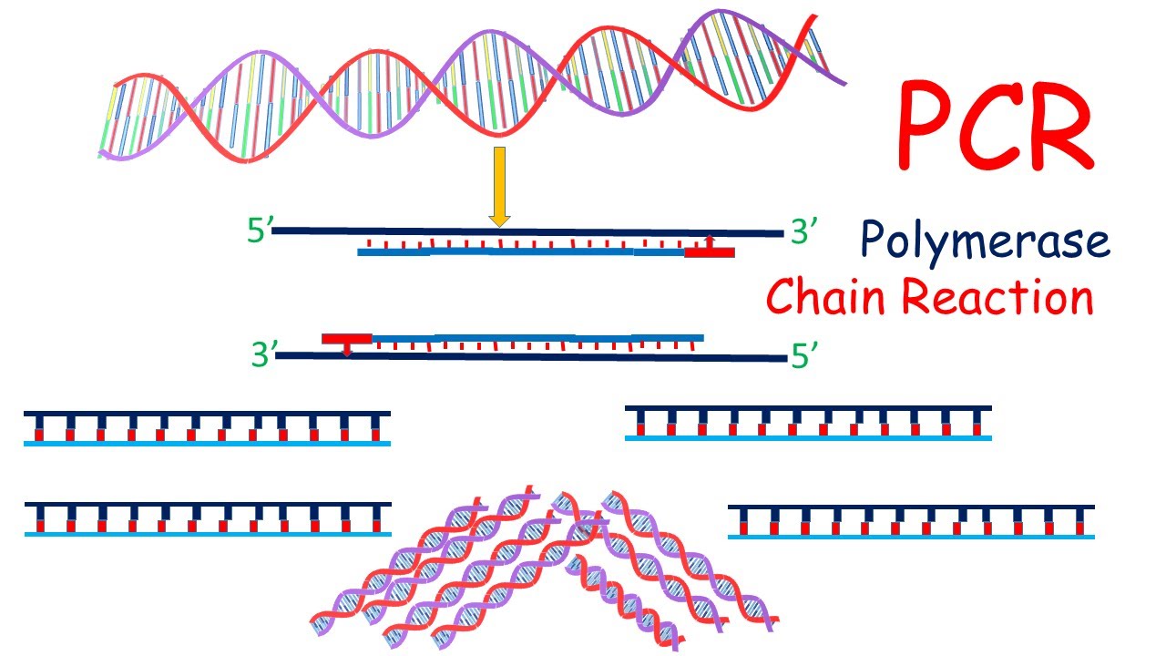 How Innovations in PCR Are Addressing Global Health Challenges