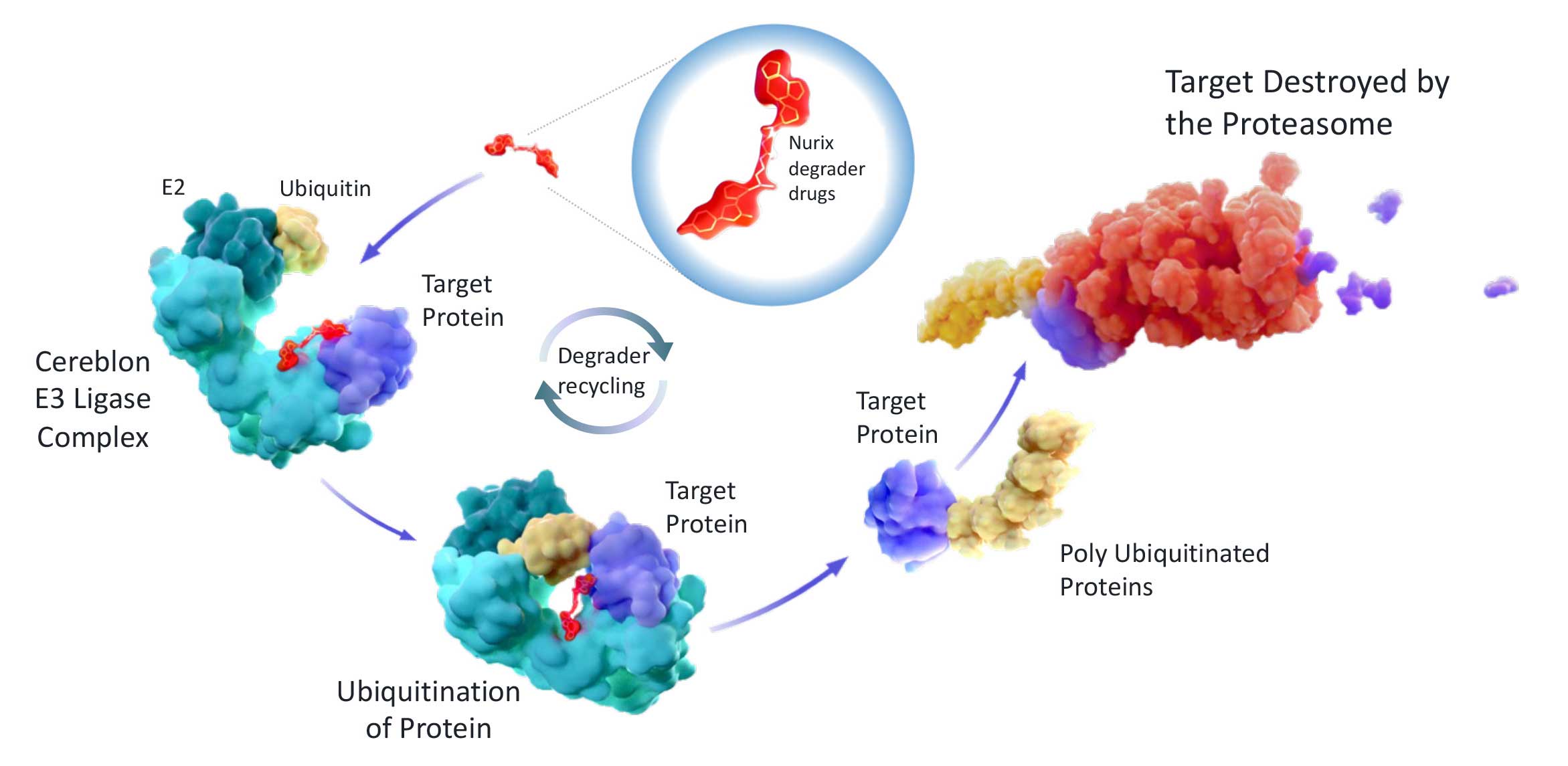 Explosive Growth in Targeted Protein Degradation Market by 2035