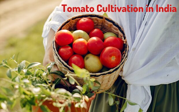 Tomato Cultivation in India: An Easy-to-Read Guide