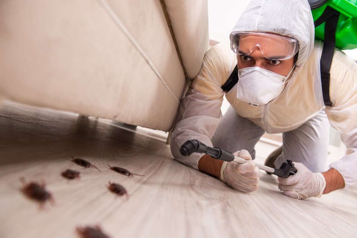 Comprehensive Guide to Pest Control Mississauga with ECO Pest Control