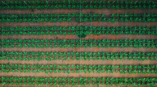 Is the Agriculture Industry Ready to Go 100% Organic? A Closer Look