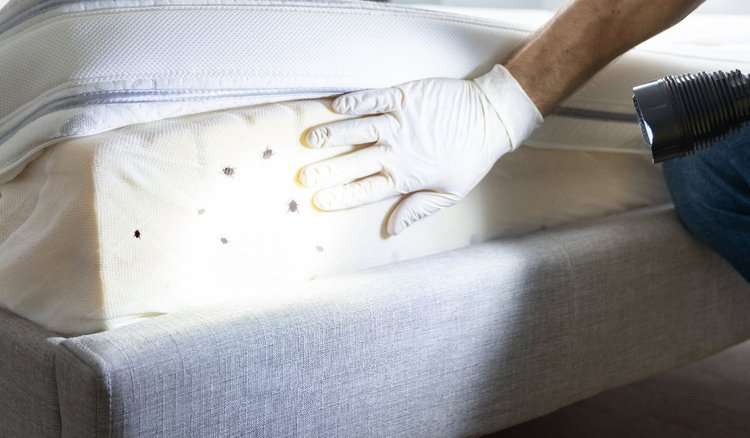 op Bed Bug Control Sarnia with Bed Bug Exterminator